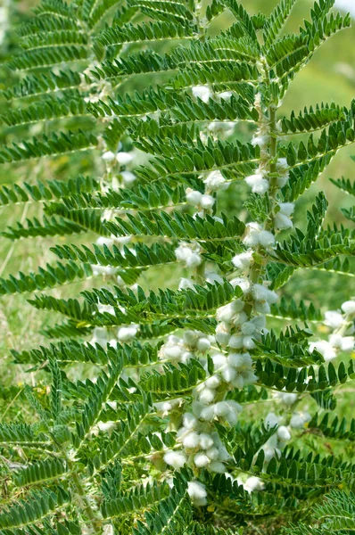 Astragalus. milkvetch. kecsketej-thorn. szőlő-szerű. Astragalus szita — Stock Fotó