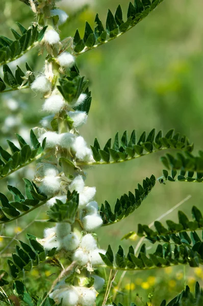 Astragalus. milkvetch. keçi-thorn. sarmaşık gibi. astragalus sieversianus. Kazakistan. Tien Shan. Trans-Ili Alatau