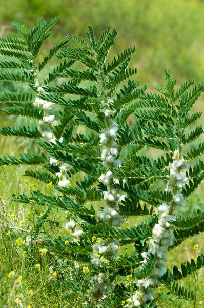 Astragalus Milkvetch Espinho Cabra Como Uma Videira Astrágalo Sieversiano Cazaquistão — Fotografia de Stock