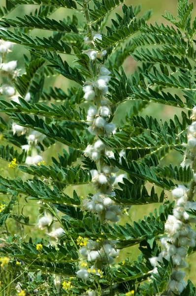 Astragalus. milkvetch. keçi-thorn. sarmaşık gibi. astragalus sieversianus. Kazakistan. Tien Shan. Trans-Ili Alatau
