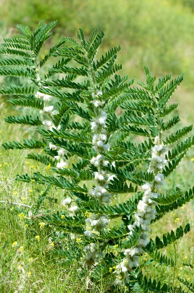 Astragalus Milkvetch Kecsketej Thorn Szőlő Szerű Astragalus Sieversianus Kazahsztán Tien — Stock Fotó