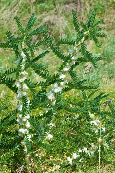 Astragalus Milkvetch Getost Thorn Vine Liknande Astragalus Sieversianus Kazakstan Tien — Stockfoto