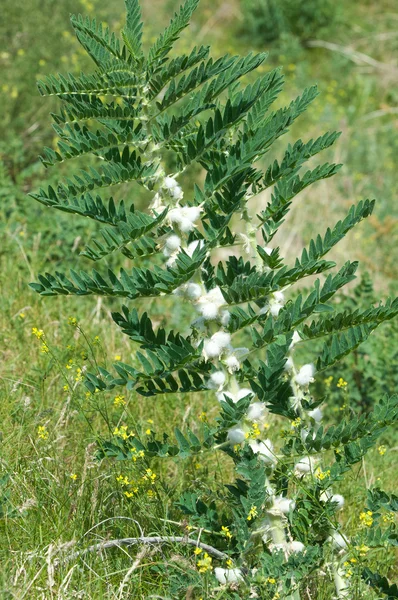 Astragalus. milkvetch. keçi-thorn. sarmaşık gibi. astragalus sieversianus. Kazakistan. Tien Shan. Trans-Ili Alatau