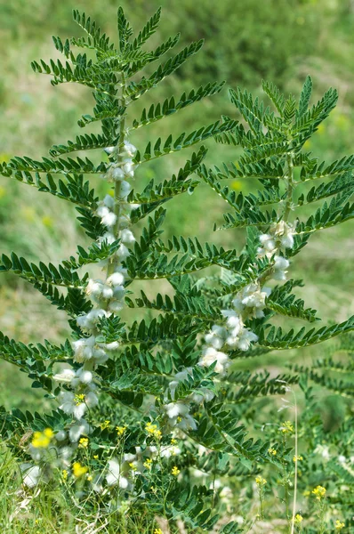 Astragalus. milkvetch. keçi-thorn. sarmaşık gibi. astragalus sieversianus. Kazakistan. Tien Shan. Trans-Ili Alatau