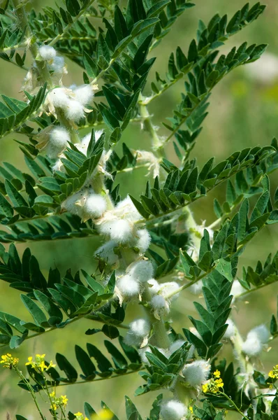 Astragalus. milkvetch. keçi-thorn. sarmaşık gibi. astragalus sieversianus. Kazakistan. Tien Shan. Trans-Ili Alatau