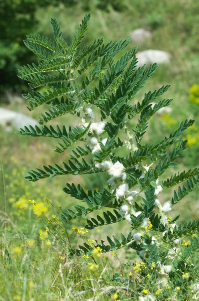 Astragalus Milkvetch Getost Thorn Vine Liknande Astragalus Sieversianus Kazakstan Tien — Stockfoto