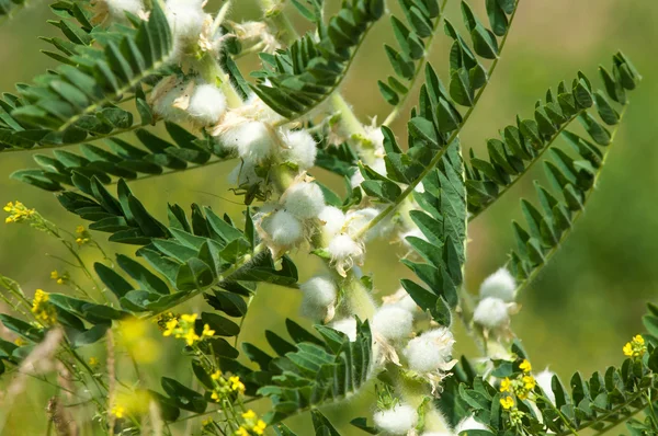 Astragalus. milkvetch. keçi-thorn. sarmaşık gibi. astragalus sieversianus. Kazakistan. Tien Shan. Trans-Ili Alatau