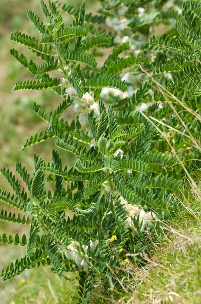 Astragalus Milkvetch Kozi Cierń Jak Winorośli Astragalus Sieversianus Kazachstan Tien — Zdjęcie stockowe