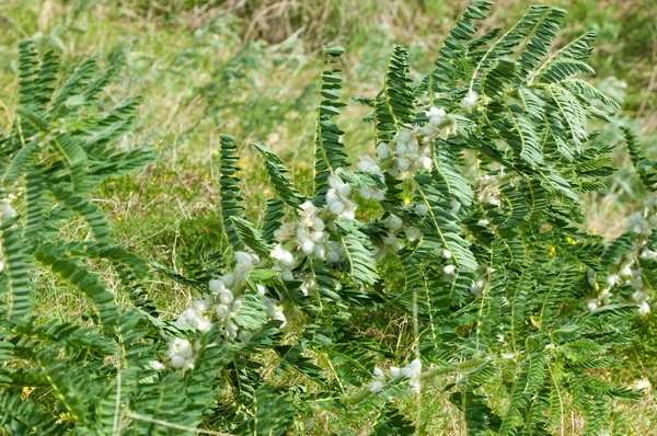 Astragalus Milkvetch Козяче Шип Виноградна Лоза Astragalus Sieversianus Казахстан Тянь — стокове фото