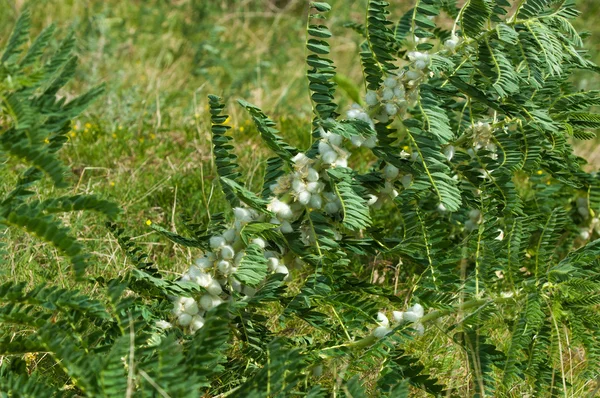 Astragalus. milkvetch. keçi-thorn. sarmaşık gibi. astragalus sieversianus. Kazakistan. Tien Shan. Trans-Ili Alatau