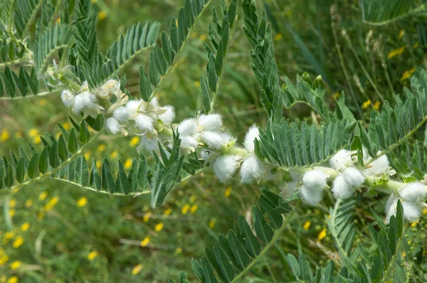 Astragalus. milkvetch. keçi-thorn. sarmaşık gibi. astragalus sieversianus. Kazakistan. Tien Shan. Trans-Ili Alatau