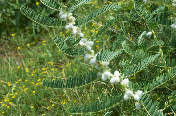 Astragalus. milkvetch. keçi-thorn. sarmaşık gibi. astragalus sieversianus. Kazakistan. Tien Shan. Trans-Ili Alatau