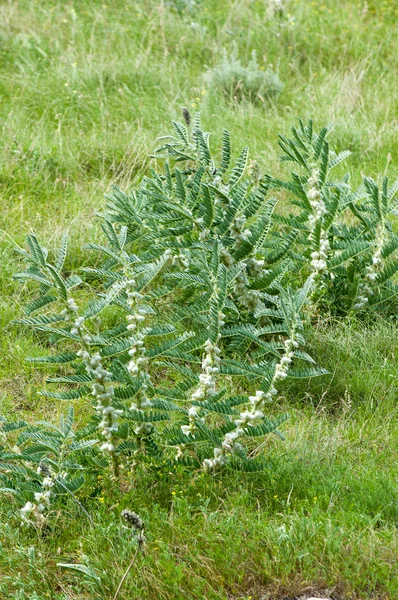 Astragalus Milkvetch Kozi Cierń Jak Winorośli Astragalus Sieversianus Kazachstan Tien — Zdjęcie stockowe