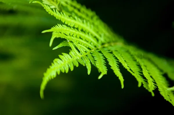 Fern Brake Flowerless Plant Has Feathery Leafy Fronds Reproduces Spores — Stock Photo, Image