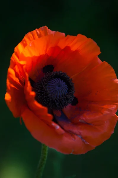 Poppy Herbaceous Plant Showy Flowers Milky Sap Rounded Seed Capsules — Stock Photo, Image