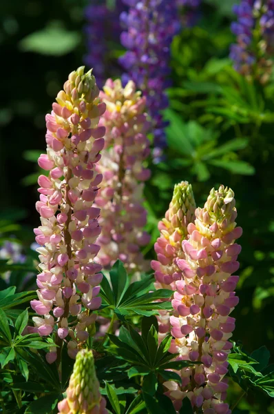 Lupin Lupin Växt Familjen Ärter Med Djupt Delade Blad Och — Stockfoto