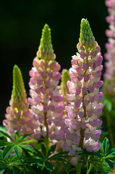 Lupin, lupin — Photo