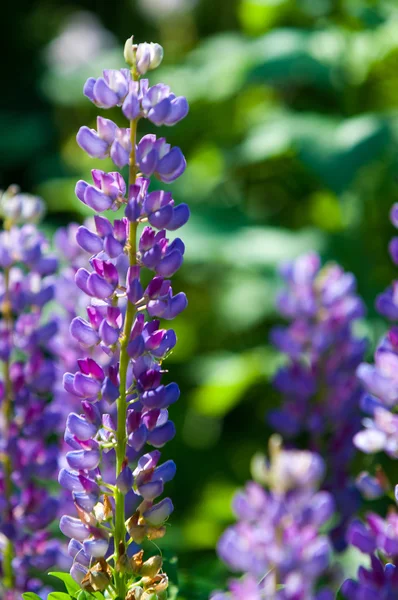 Lupine Lupine Een Plant Uit Vlinderbloemenfamilie Met Diep Verdeeld Bladeren — Stockfoto