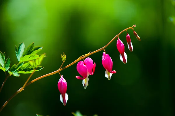 Lamprocapnos Spectabilis Bleeding Heart Asian Bleeding Heart Dutchman Breeches Lyre — Stock Photo, Image