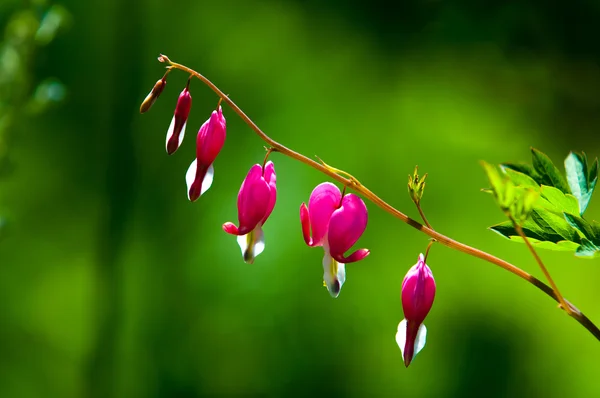 Lamprocapnos Spectabilis Bleeding Heart Asian Bleeding Heart Dutchman Breeches Lyre — Stock Photo, Image