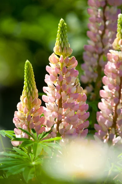 Lupine Lupin Plant Pea Family Deeply Divided Leaves Tall Colorful — Stock Photo, Image