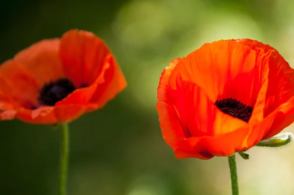 Papoula. uma planta herbácea com flores vistosas — Fotografia de Stock