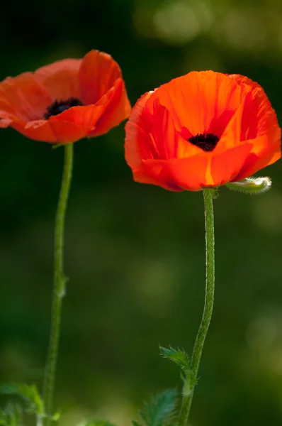 Poppy Herbaceous Plant Showy Flowers Milky Sap Rounded Seed Capsules — Stock Photo, Image