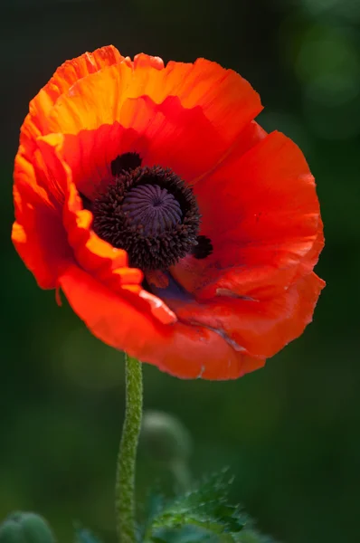 Poppy. a herbaceous plant with showy flowers — Stock Photo, Image