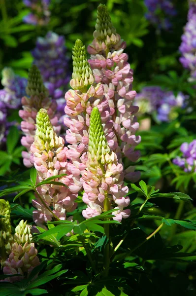 Lupine Lupine Een Plant Uit Vlinderbloemenfamilie Met Diep Verdeeld Bladeren — Stockfoto