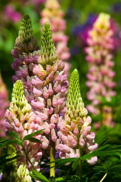 Acı Bakla Lupin Bir Bitki Bezelye Ailesinin Derin Bölünmüş Yaprakları — Stok fotoğraf