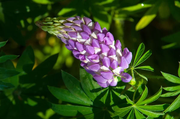 Lupin Lupin Växt Familjen Ärter Med Djupt Delade Blad Och — Stockfoto