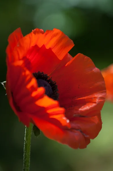 Poppy Herbaceous Plant Showy Flowers Milky Sap Rounded Seed Capsules — Stock Photo, Image