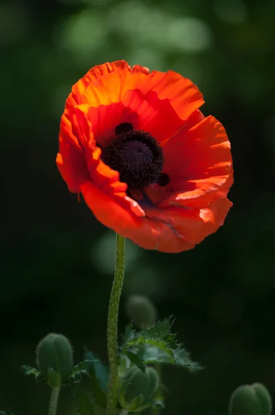 Poppy Herbaceous Plant Showy Flowers Milky Sap Rounded Seed Capsules — Stock Photo, Image