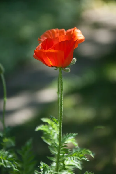 Poppy Växtart Med Granna Blommor Mjölkaktig Sap Och Rundade Frökapslar — Stockfoto