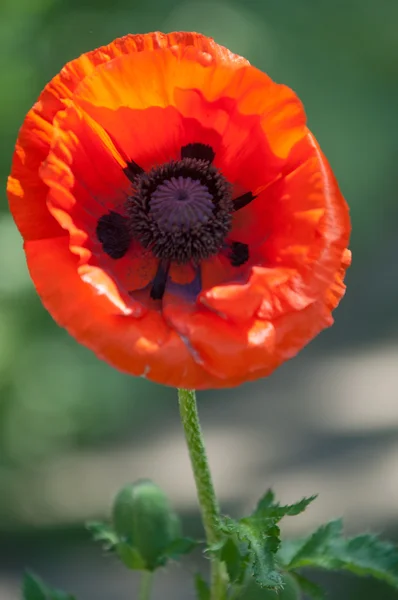 Papoula. uma planta herbácea com flores vistosas — Fotografia de Stock