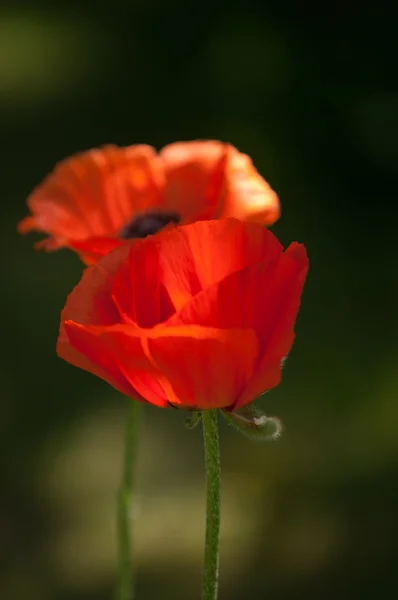 Papoula Uma Planta Herbácea Com Flores Vistosas Seiva Leitosa Cápsulas — Fotografia de Stock