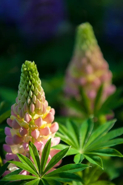 Lupine, lupin — Stockfoto