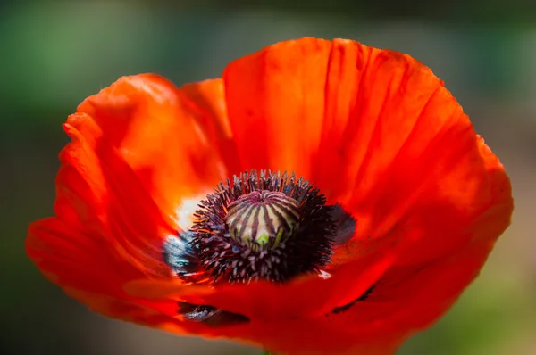 Papoula. uma planta herbácea com flores vistosas — Fotografia de Stock