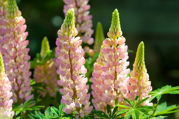 lupine, lupin