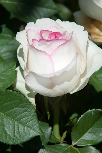 Rosa Arbusto Espinhoso Arbusto Que Tipicamente Ostenta Flores Perfumadas Vermelhas — Fotografia de Stock