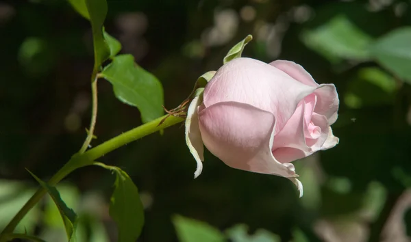 Rosa Arbusto Espinhoso Arbusto Que Tipicamente Ostenta Flores Perfumadas Vermelhas — Fotografia de Stock