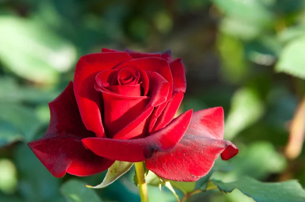 Rosa Cespuglio Spinoso Arbusto Che Porta Tipicamente Fiori Profumati Rossi — Foto Stock