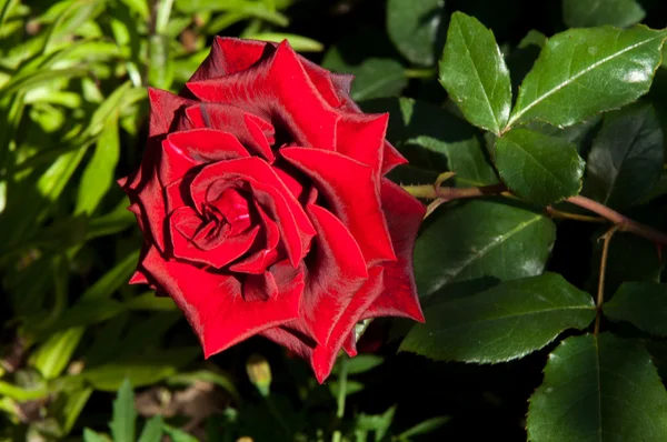 Rose Arbusto Arbusto Espinoso Que Normalmente Lleva Flores Fragantes Rojas — Foto de Stock