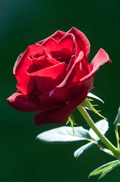 Steg Taggig Buske Eller Buske Som Vanligtvis Bär Rött Rosa — Stockfoto