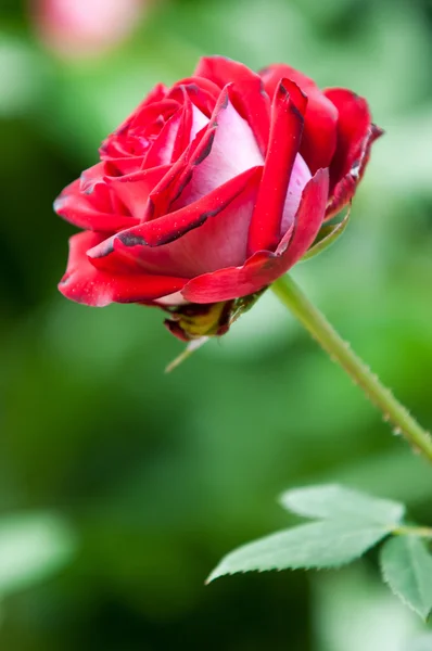 Steg Taggig Buske Eller Buske Som Vanligtvis Bär Rött Rosa — Stockfoto