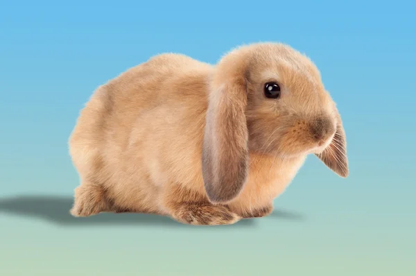 Easter bunny. On a blue background. — Stock Photo, Image