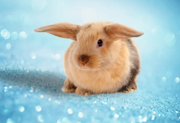 Easter bunny. On a blue background. — Stock Photo, Image