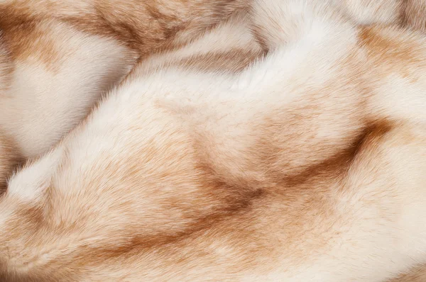 Texture. Fourrure de vison. manteau de vison — Photo