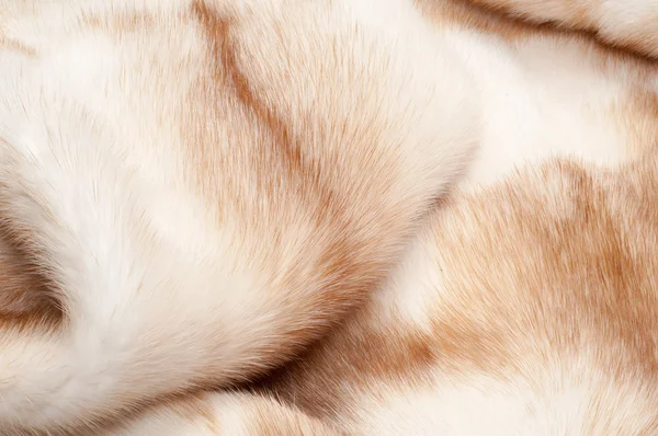 texture. Mink fur. mink coat.  photo studio