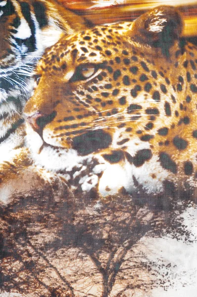 Шелковая Ткань Текстуры Сафари Тигров Студия Графики — стоковое фото